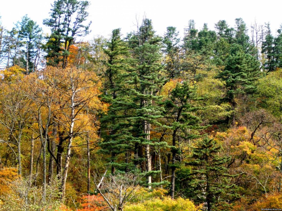 Дальний Восток Уссурийская Тайга