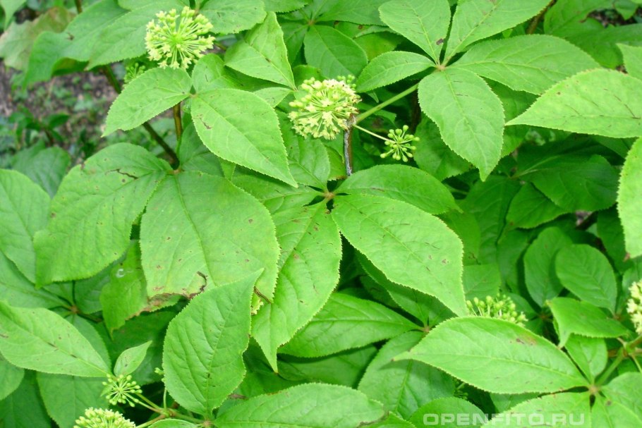 Ландыш Майский семена описание