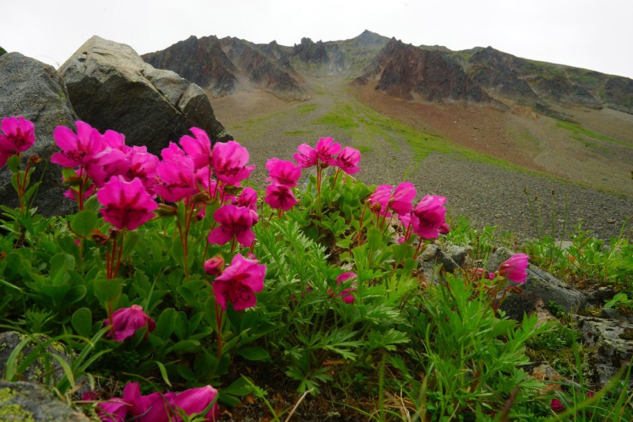 Вулканы Камчатки Флора