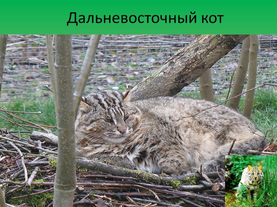 Карта природных зон Евразии