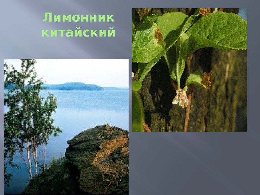 Уникумы дальнего Востока