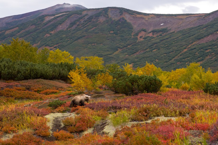 Тундровый Камчатка