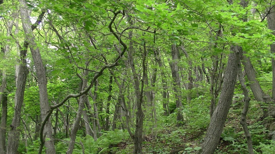 Сибирский женьшень цветок