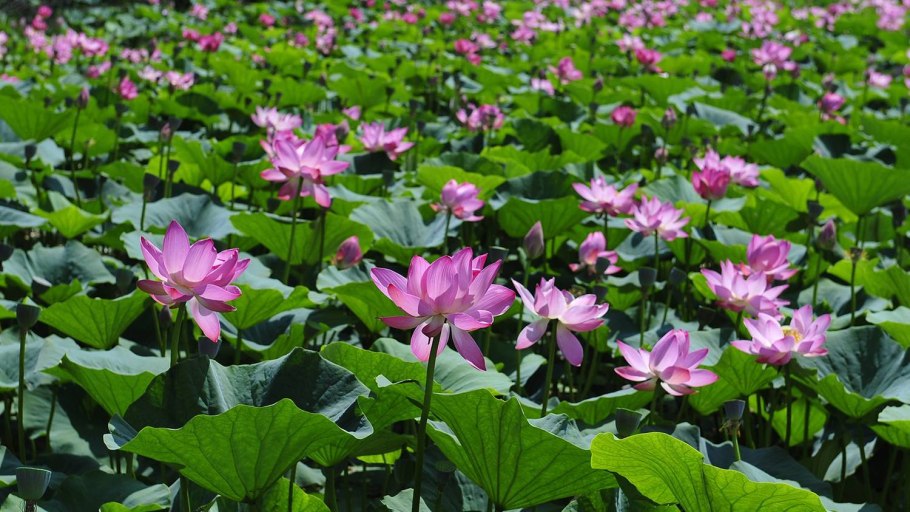 Цветение лотосов на озере ханка