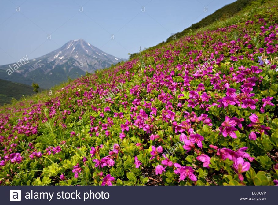 Климатическая карта России 8 класс география атлас