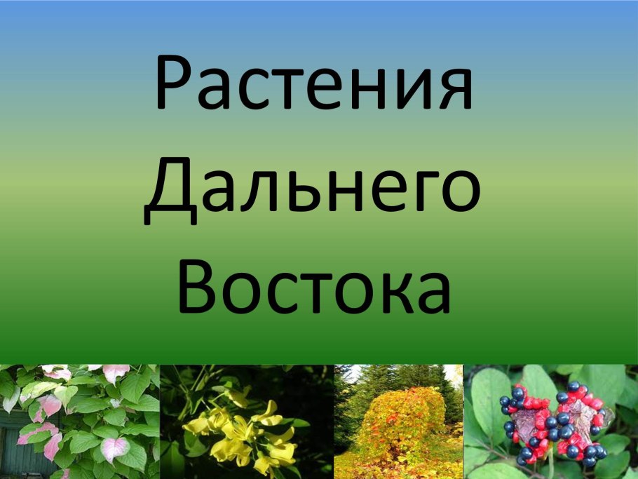 Растительность дальнего Востока