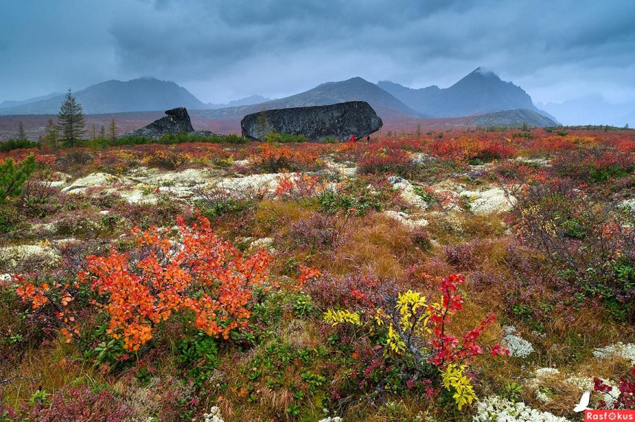 Природные Уникумы дальнего Востока роща пихты грациозной
