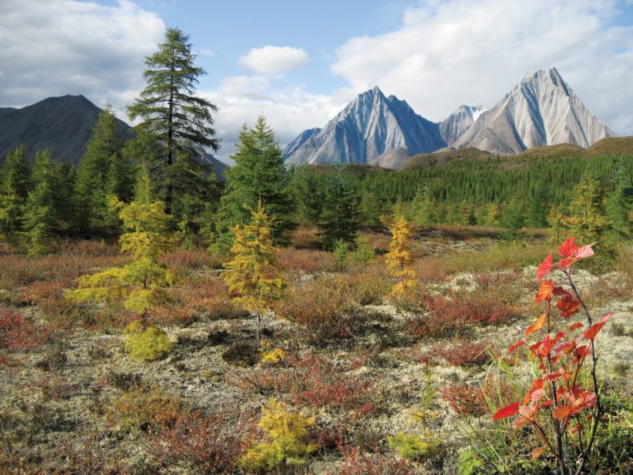 Дальний Восток Тайга лесотундра