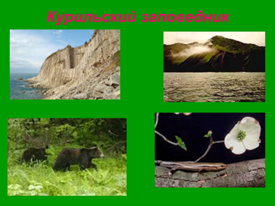 Виды лесов на карте России