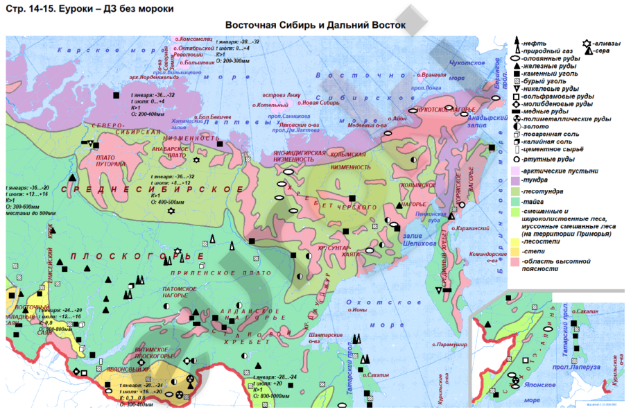 Клен ясенелистный медонос