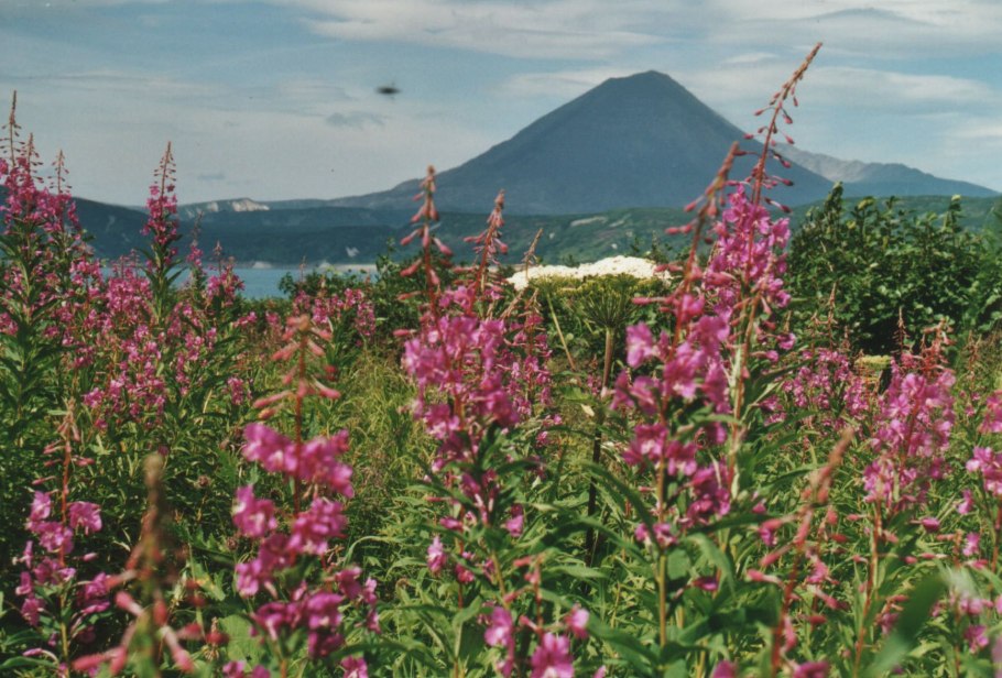 Дикие цветы дальнего Востока