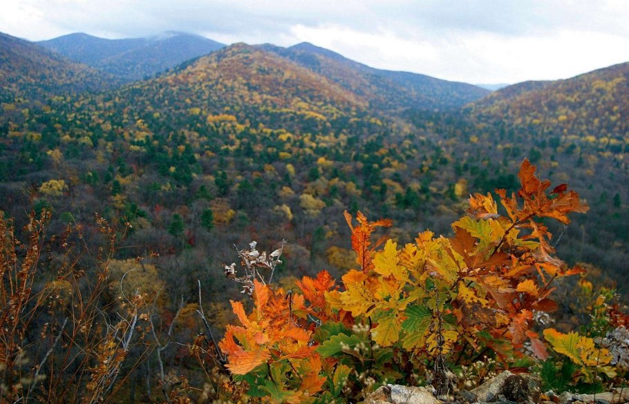 Уссурийский заповедник широколиственный лес
