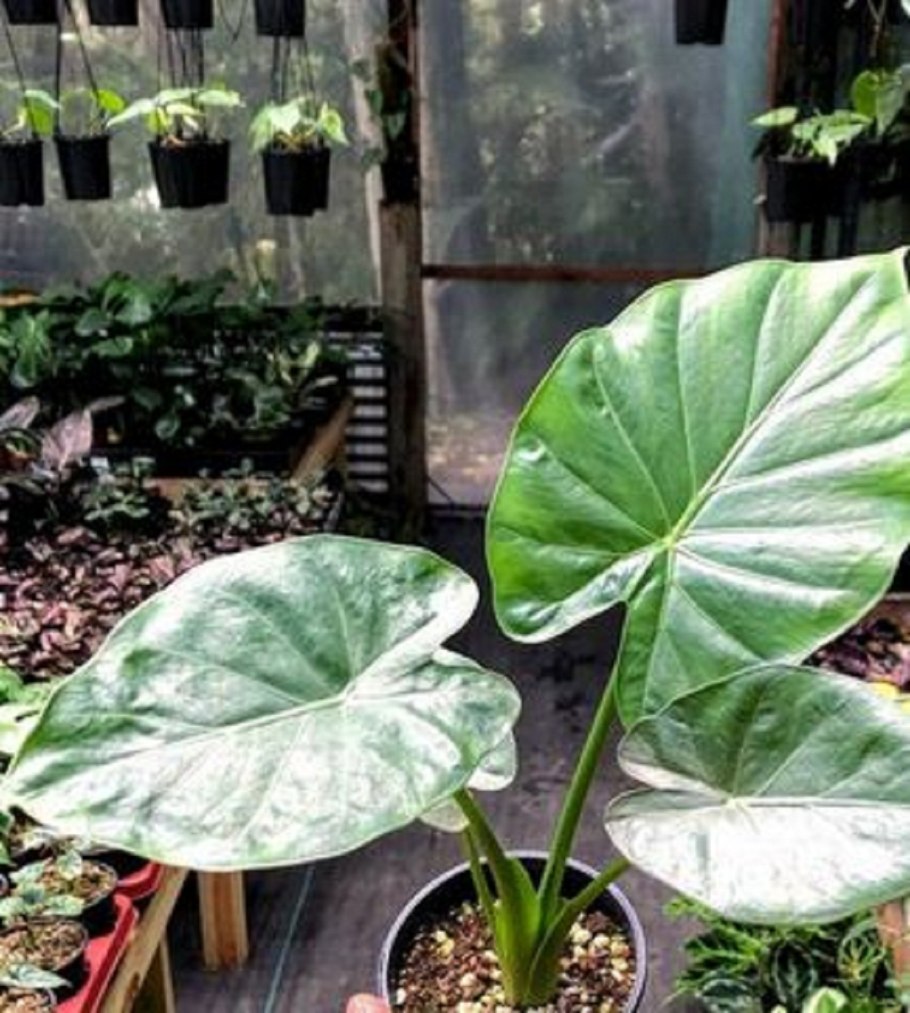 Алоказия платинум