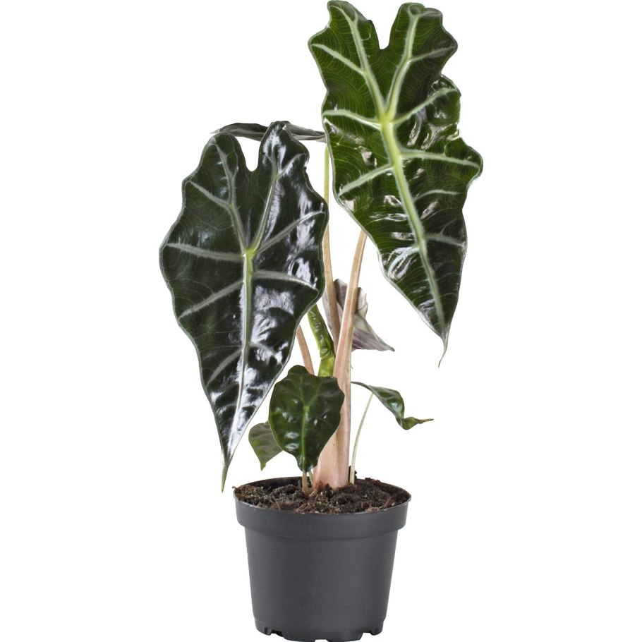 Алоказия Венуста