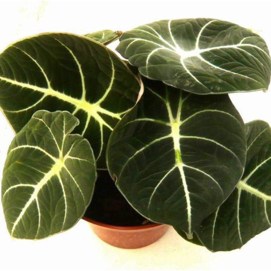 Алоказия атом кустовой