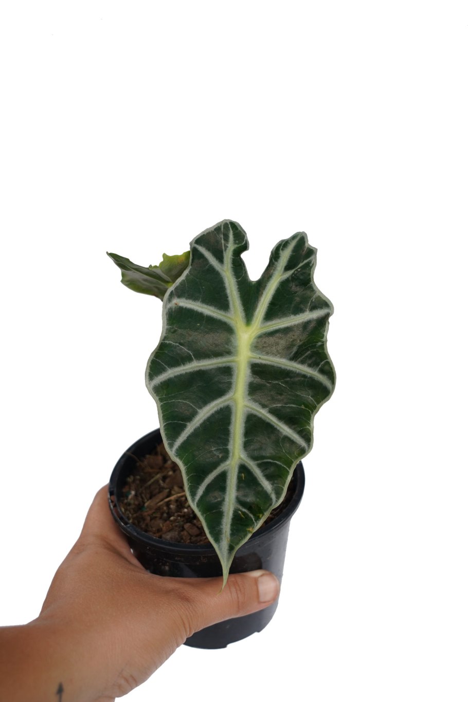 Алоказия Кукулата