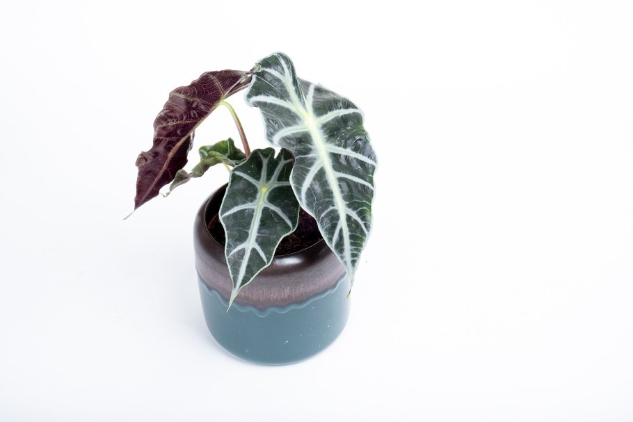 Алоказия Бамбино Арроу