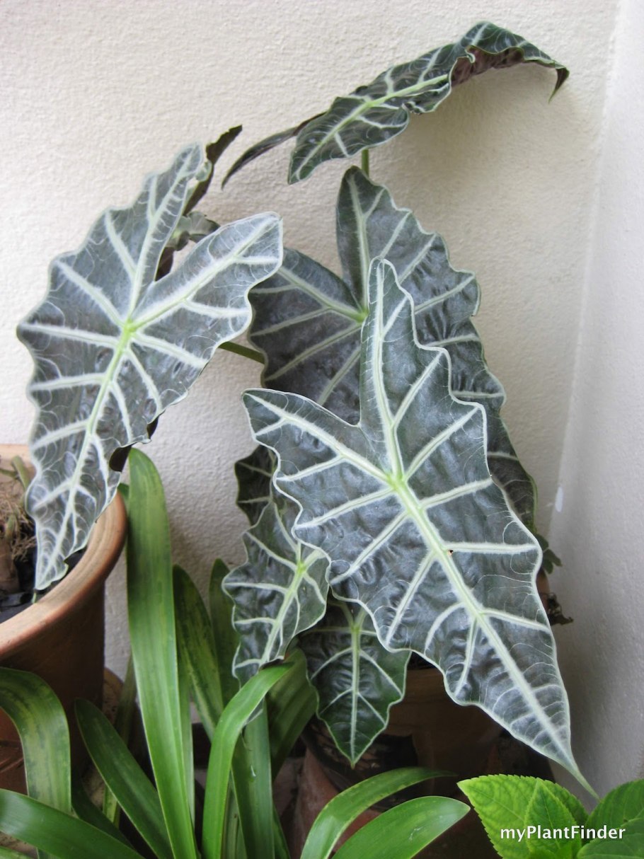 Алоказия крупнокорневая в горшке