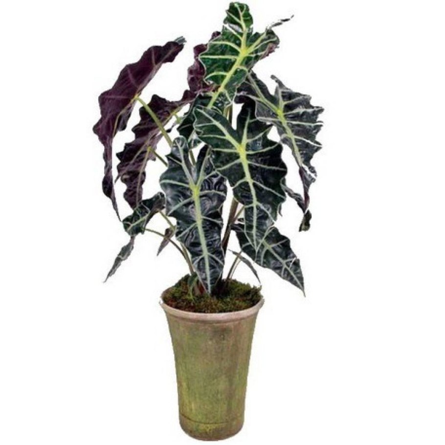 Алоказия Керли Бамбино