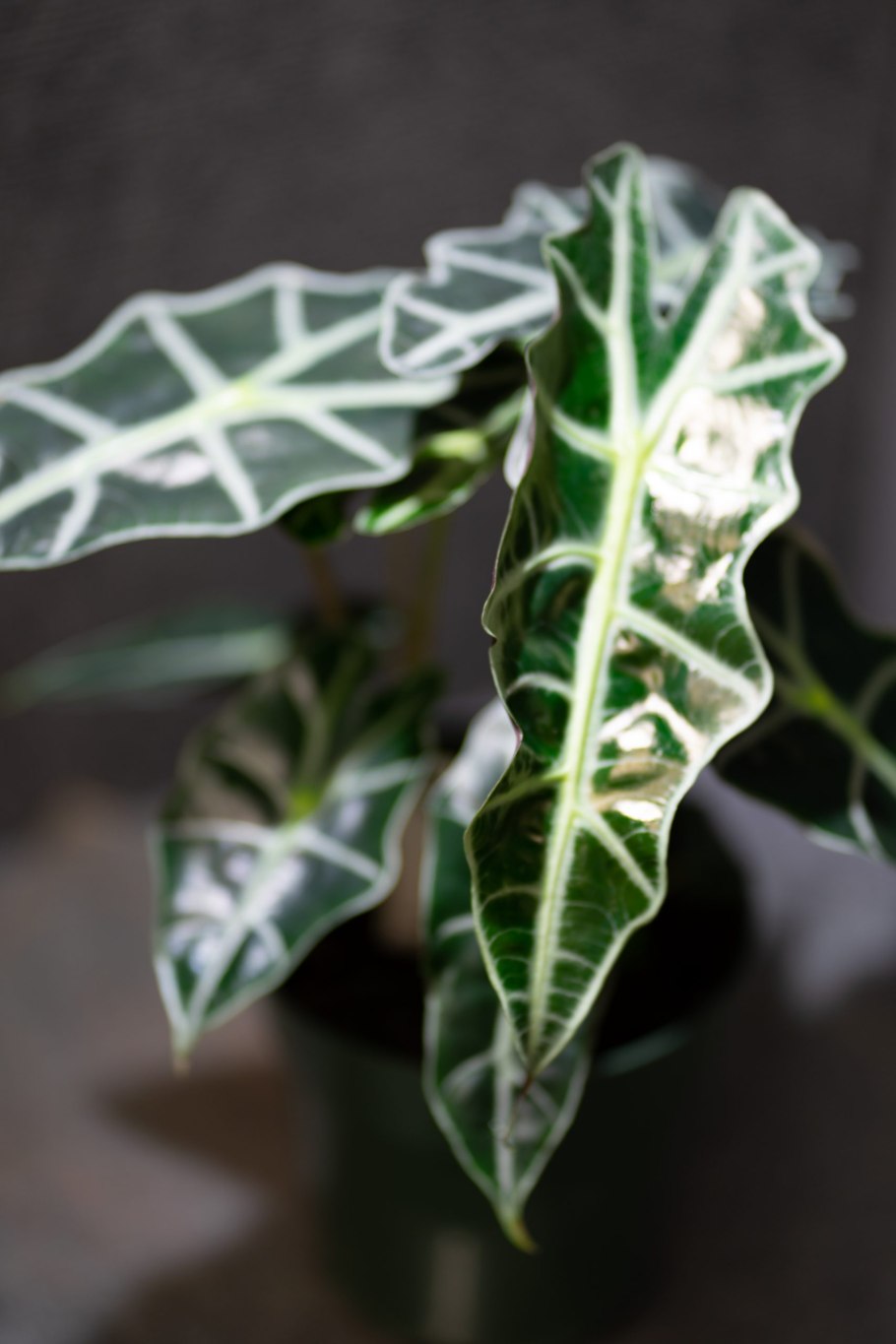 Алоказия Dwarf Amazonica