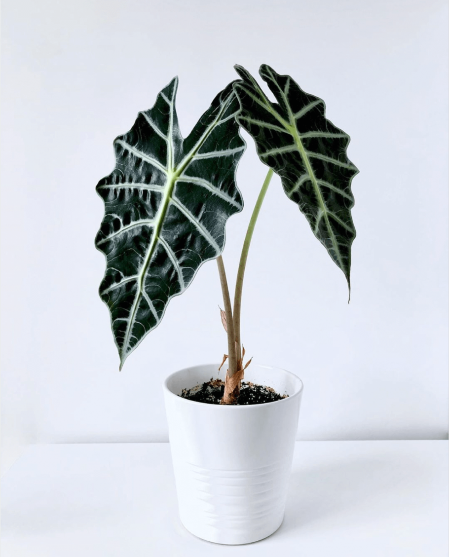 Алоказия Amazonica