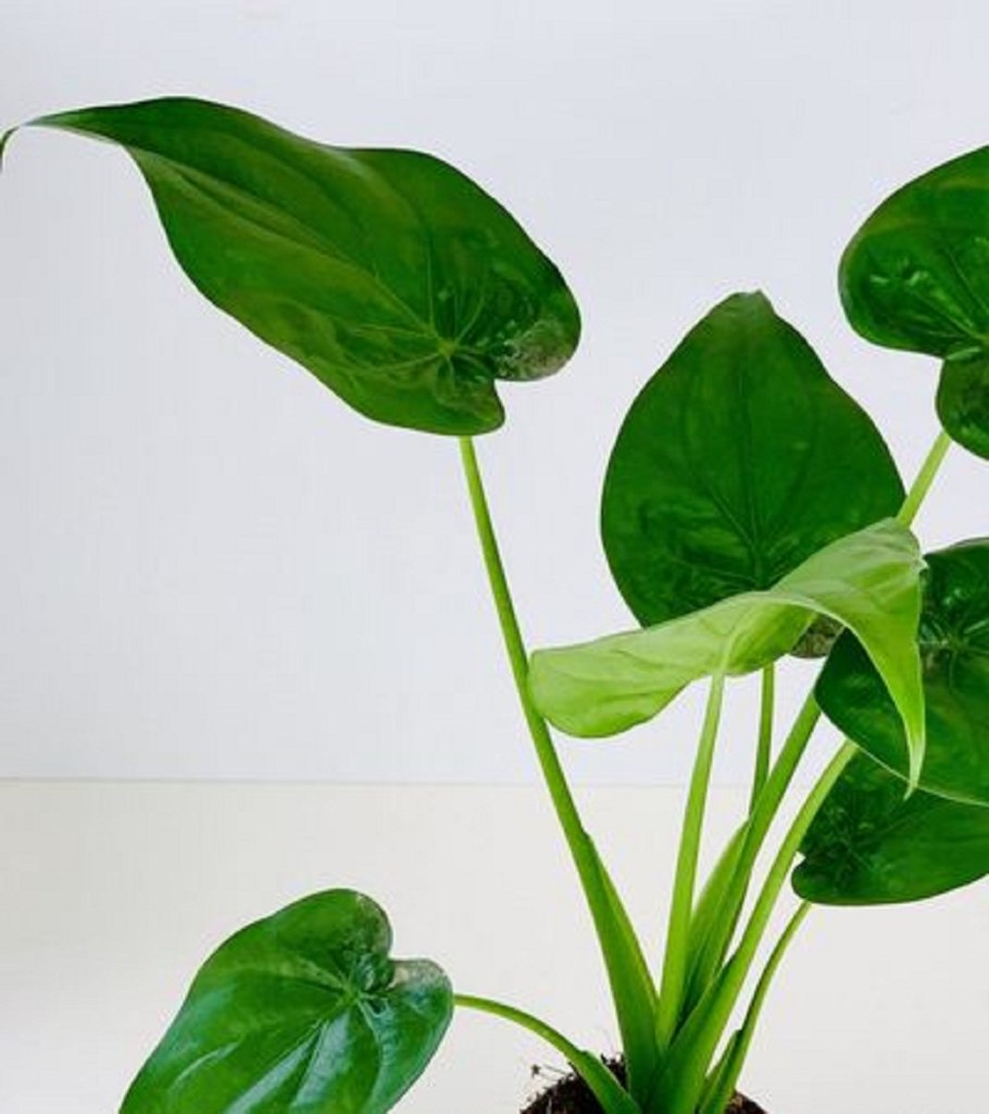 Алоказия Бамбино