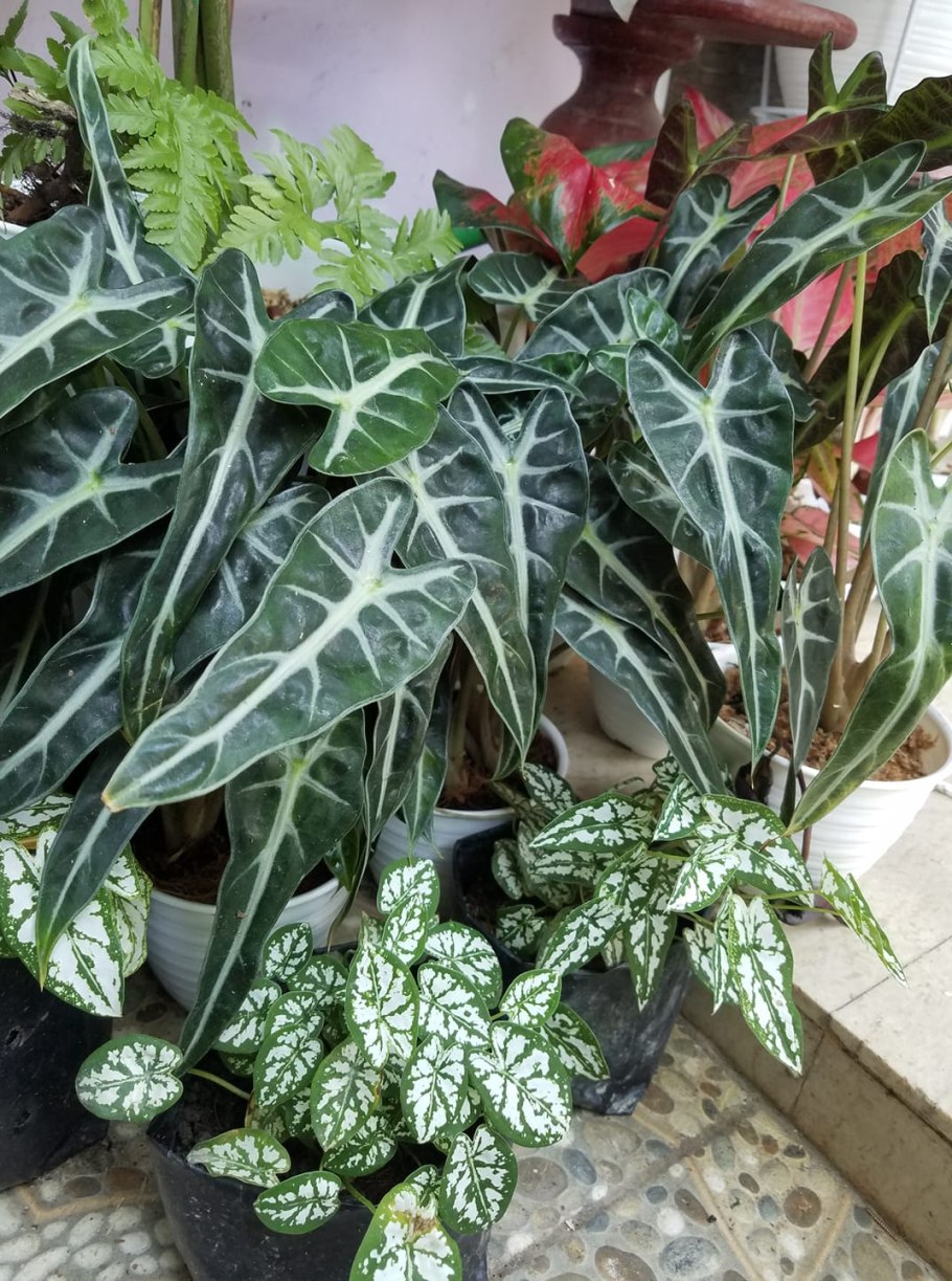 Алоказия Дварф Амазоника