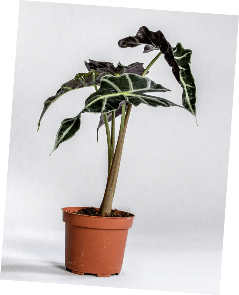 Алоказия Амазоника Полли