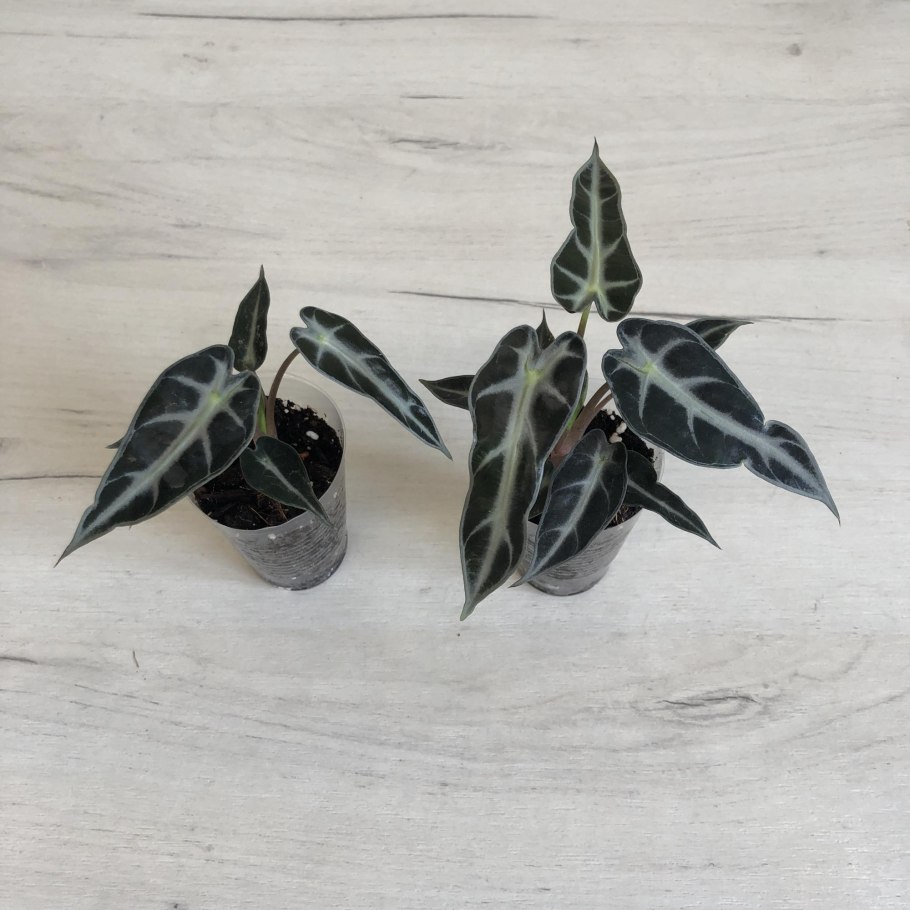 Алоказия Амазонская