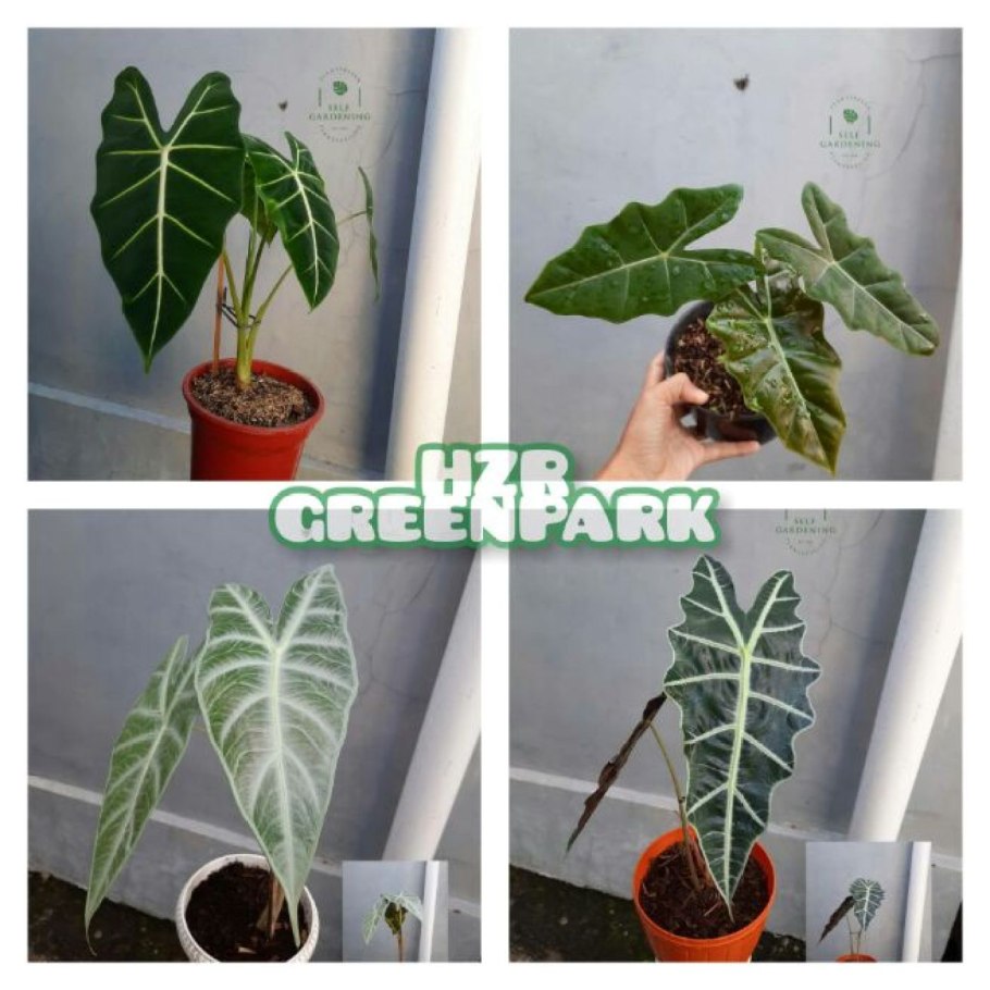 Алоказия ядовитая