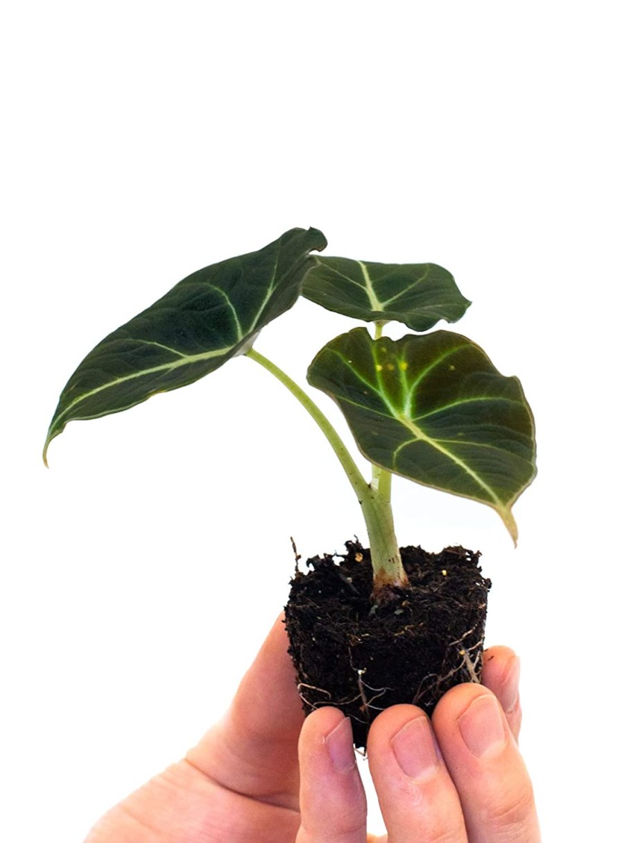 Алоказия платинум