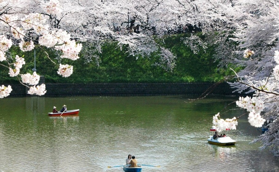Япония Сакура река