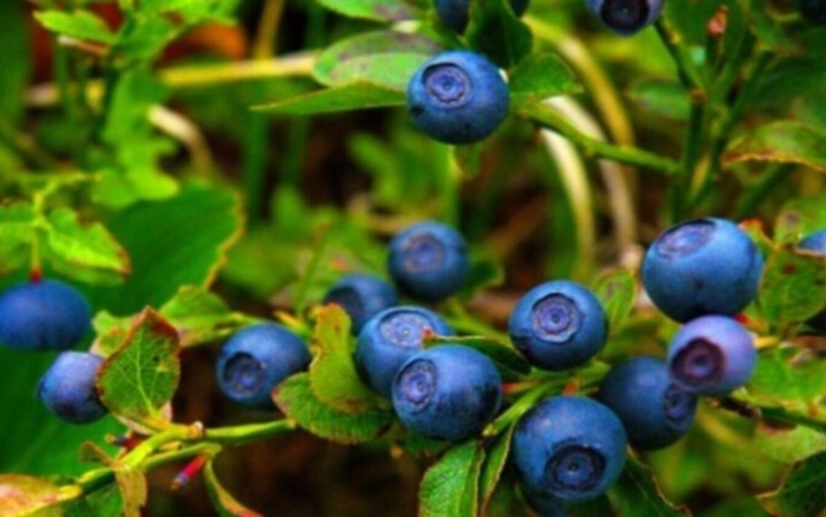 Лесные ягоды черника