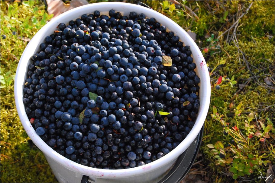 Брусника лисички черника