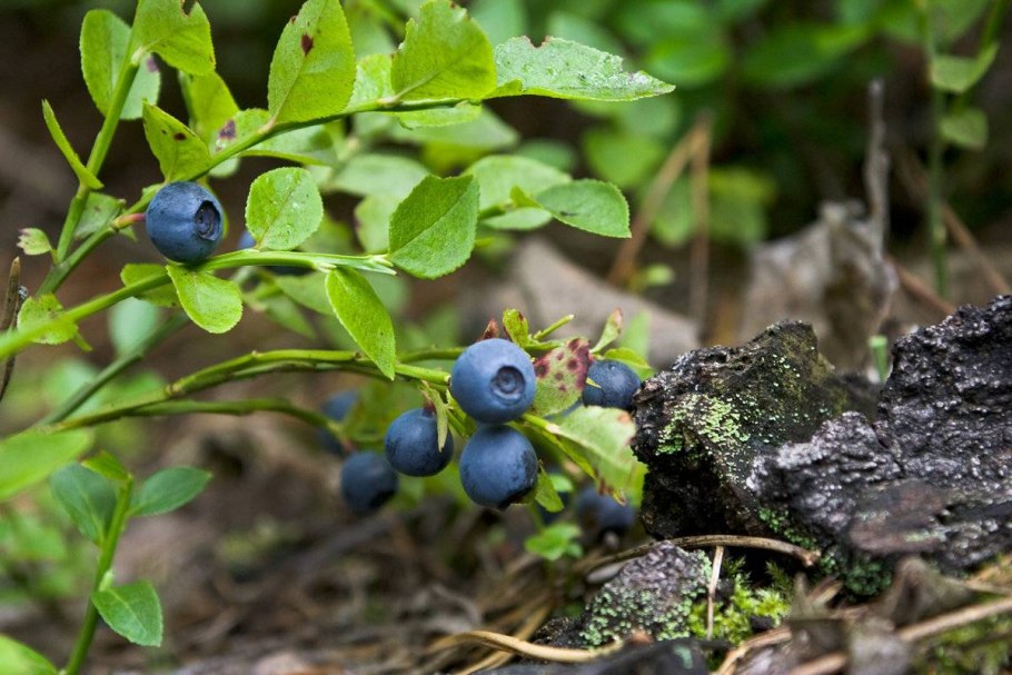 Голубика обыкновенная Лесная