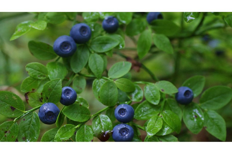 Черника обыкновенная