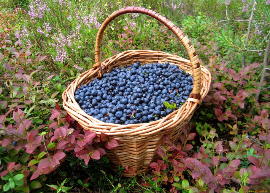 Дикоросы тайги