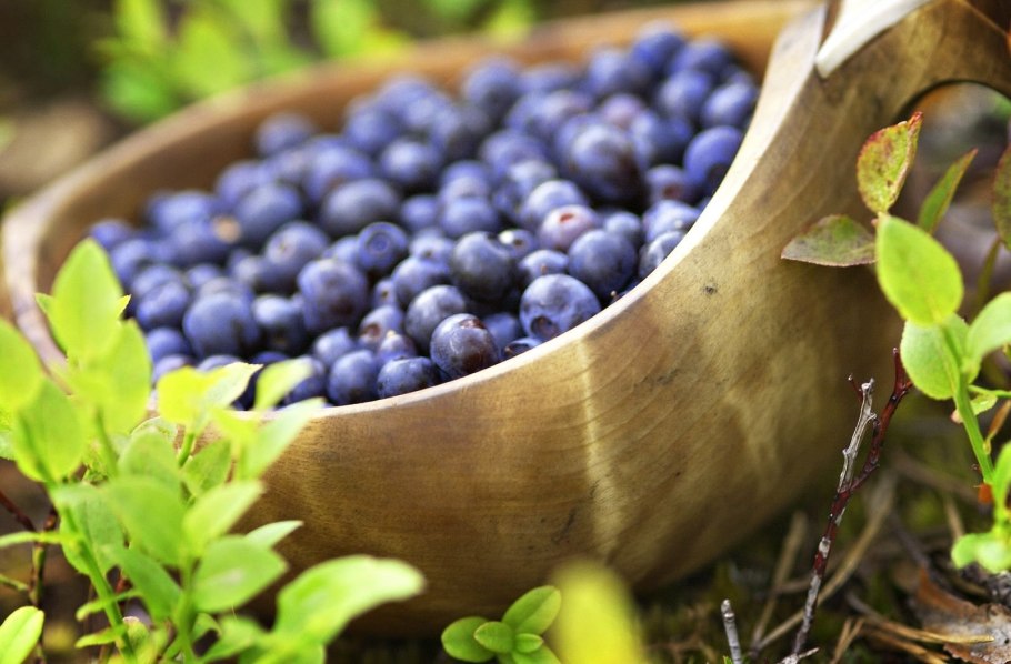 Черника голубика ежевика