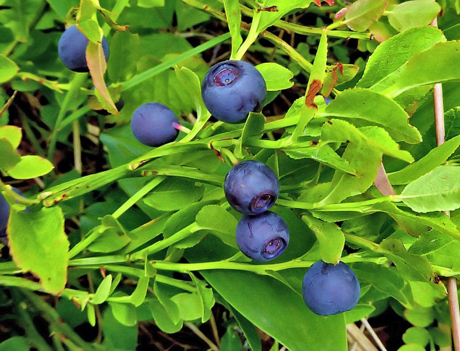 Черника овальнолистная