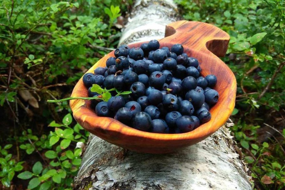 Голубика Карелия