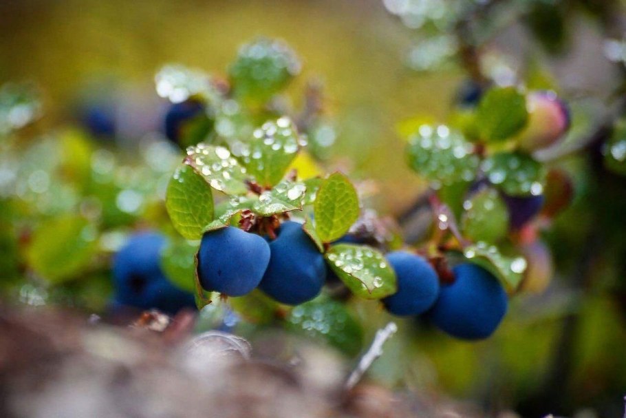 Лесные ягоды голубика