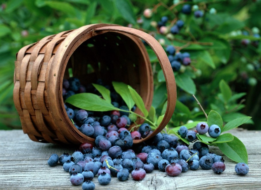 Черника в корзинке
