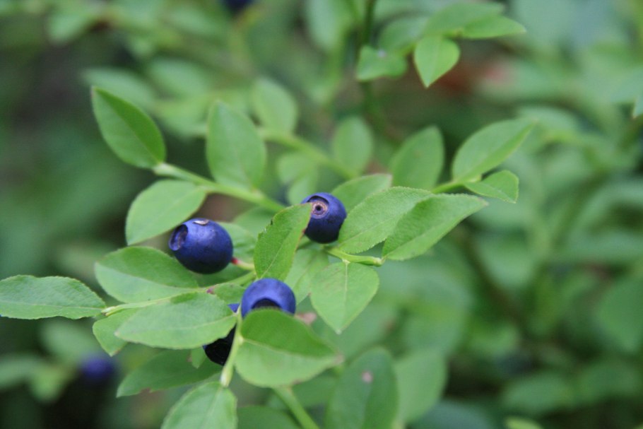 Черника миртолистная