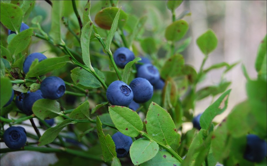 Черника Лесная обыкновенная