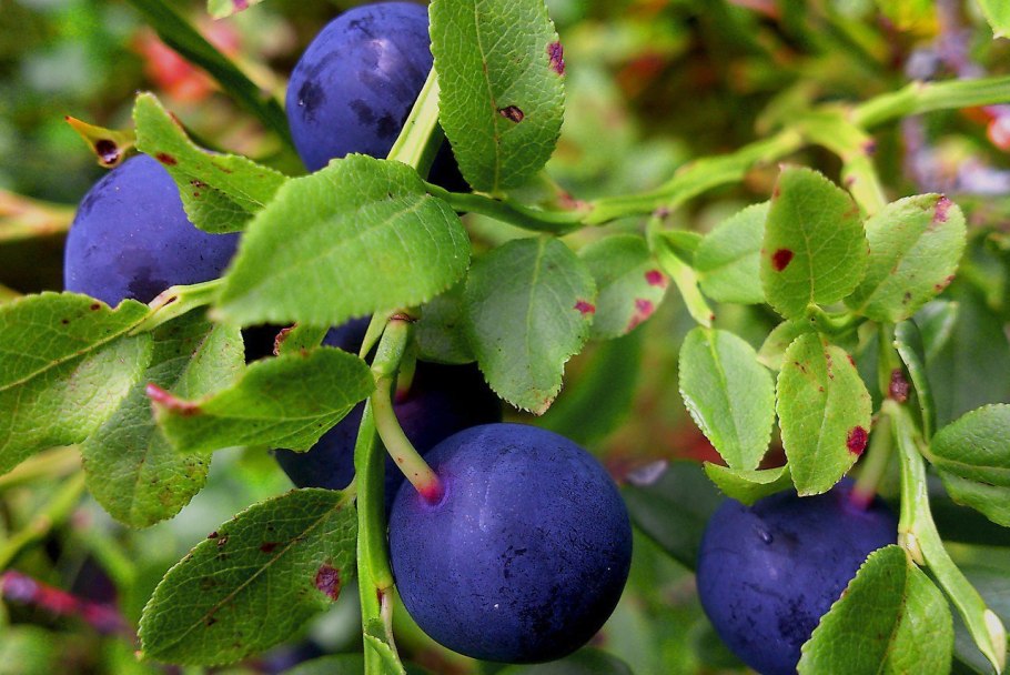 Черника кусты Сахалин