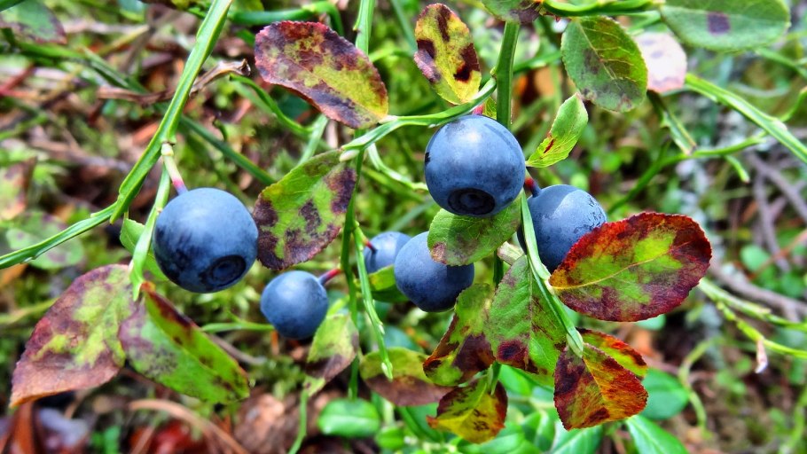 Ягоды черника брусника клюква