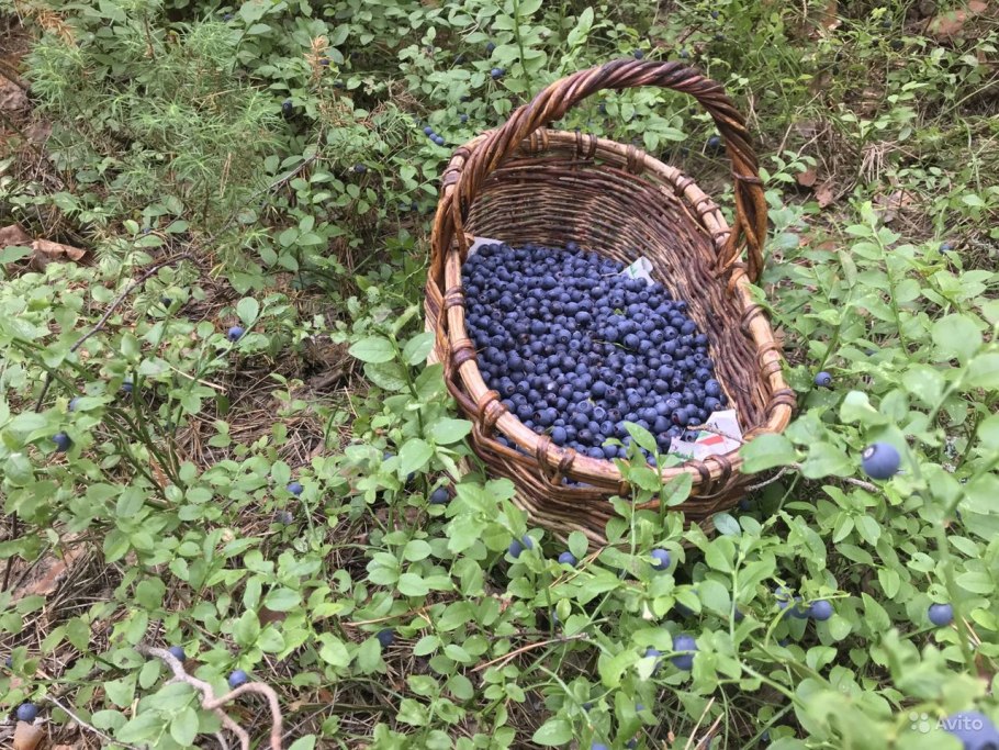 Лесные ягоды Марий Эл