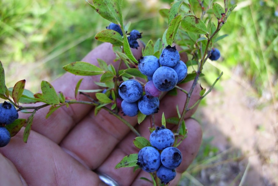 Черника ягодный кустарник