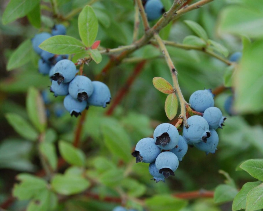 Голубика обыкновенная гонобобель