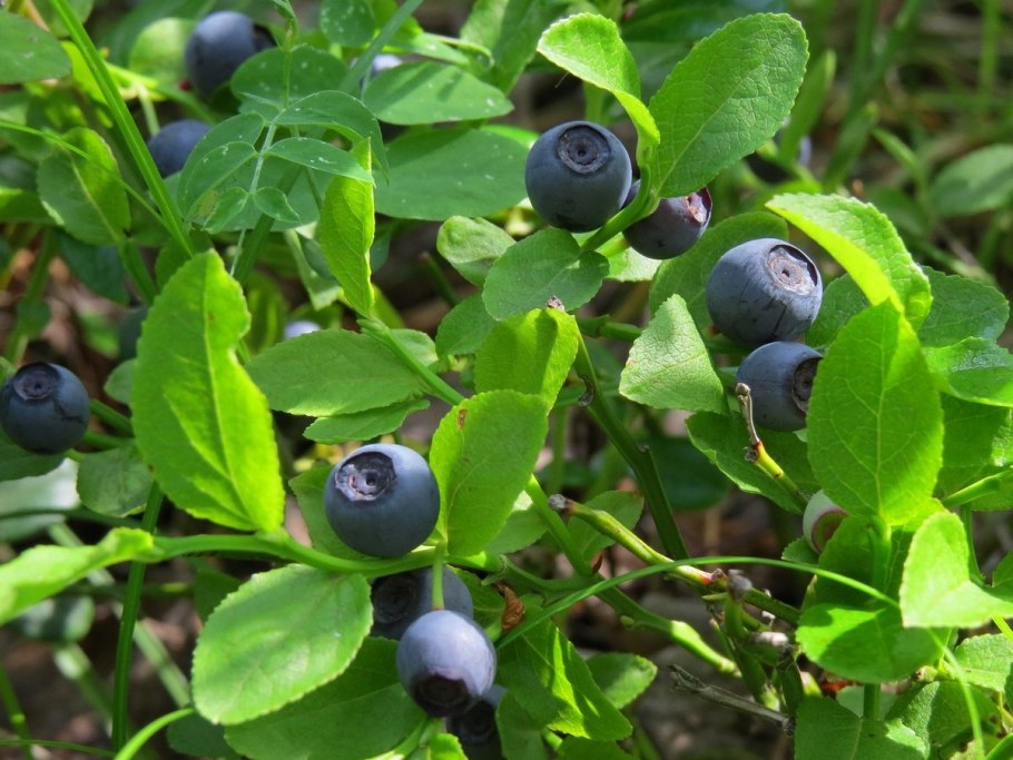 Черника обыкновенная (Vaccinium myrtillus l.)